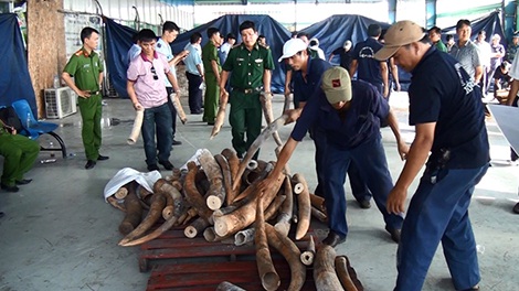 Hàng chục tấn ngà voi nhập lậu qua cảng Cát Lái.