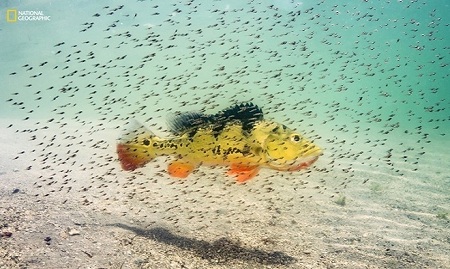 Một con cá hoàng đế mẹ đang bảo vệ đàn con bơi xung quanh trước sự tấn công của nhiều loài cá ăn thịt khác tại một hồ nước ngọt ở Miami, Florida, Mỹ. Ảnh: Michael ONeill.