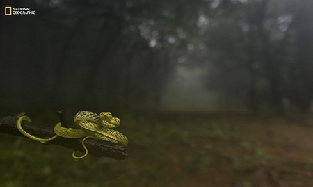 Con rắn đang nằm trên một cành cây đẫm sương mù trong khu rừng nhiệt đới tại Amboli, Maharashtra, Ấn Độ. Ảnh: Varun Aditya.