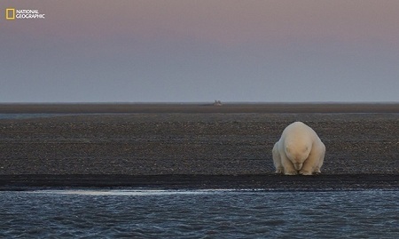 Một chú gấu đang ngồi trên bờ biển tại hòn đảo Barter, Alaska, Mỹ, vào khoảng thời gian đáng lẽ phải có tuyết rơi. Người dân địa phương cho biết, họ đã trải qua một mùa đông ấm và tuyết rơi muộn. Ảnh: Patty Waymire.