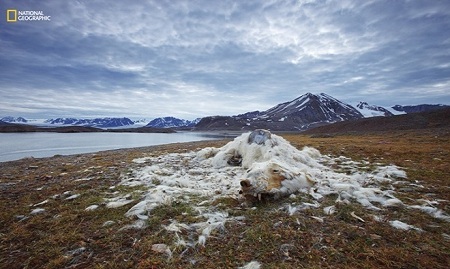 Xác của một con gấu trắng bị chết đói trên hòn đảo ở phía bắc Svalbard, Na Uy. Hiện tượng nóng lên toàn cầu và băng tan đang làm suy giảm số lượng gấu Bắc Cực. Ảnh: Vadim Balakin.