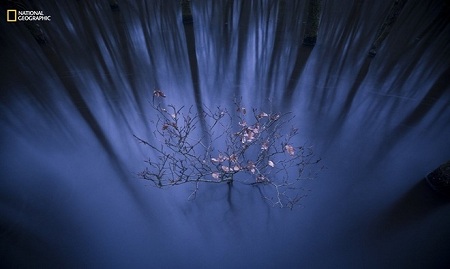 Cây sồi nhỏ được chụp tại một con suối trong rừng ở Hà Lan ngay sau khi mặt trời lặn. Ảnh: Jacob Kaptein.