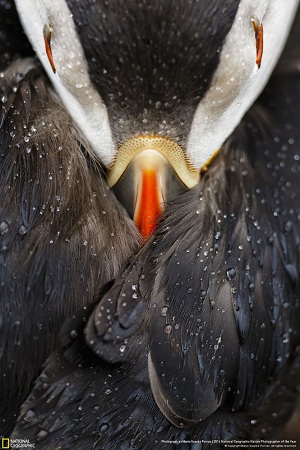 Chim hải âu Đại Tây Dương nghỉ ngơi dưới mưa. Ảnh: Mario Suarez Porras