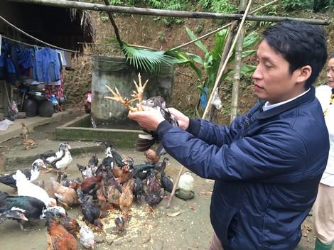 Nuôi gà nhiều cựa đem lại kinh tế cao cho nông dân huyện Tân Sơn
