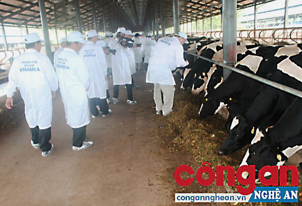 Công ty sữa Vinamilk đầu tư, phát triển hệ thống trang trại chăn nuôi bò tại xã Đông Hiếu, TX Thái Hoà