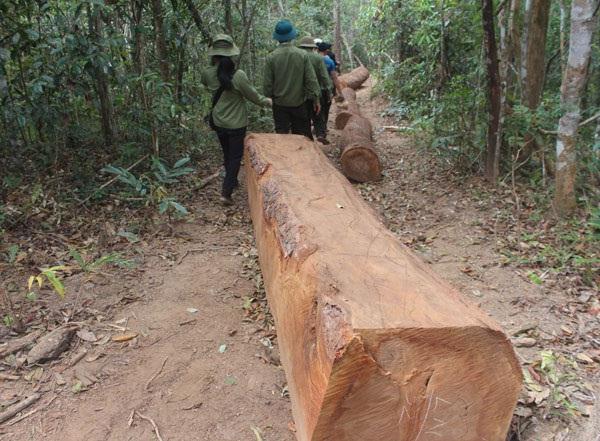 Hiện trường vụ khai thác gỗ trái phép ở Chư Păh, Gia Lai.