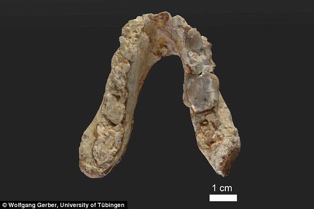 Xương hàm của sinh vật giống vượn Graecopithecus freybergi, lấy từ Pyrgos Vassilissis, Hy Lạp, một trong những mẫu vật được phân tích.