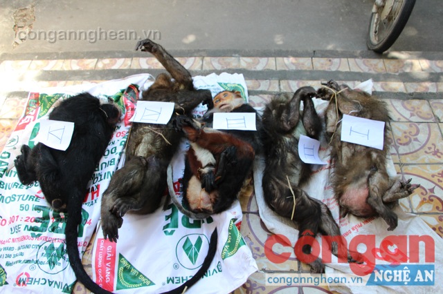 Lô hàng động vật được đối tượng mua từ Lào vận chuyển về Việt Nam tiêu thụ