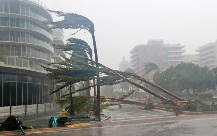 Cây bị đổ rạp ở bờ biển Miami, Florida, Mỹ vào ngày 10/9 khi bão Irma tiến vào đây. Ảnh: AP