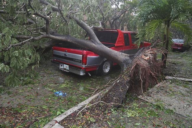 Bão quật đổ cây cối ở Miami, Florida - Ảnh: Getty