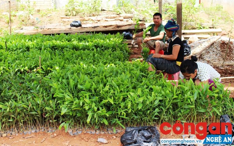 Người dân xã Đồng Văn chuẩn bị cây giống trước mùa trồng rừng