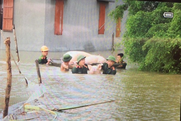 Cán bộ, chiến sỹ Công an huyện Thanh Liêm giúp nhân dân gặt lúa và di chuyển tài sản, gia súc, gia cầm, kịp thời hạn chế thấp nhất thiệt hại do mưa lụt gây ra.