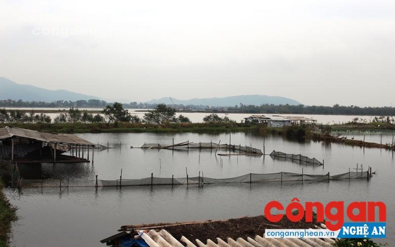 Nhiều hộ dân nuôi thủy sản bị “mất trắng” do mưa bão (Ảnh chụp tại xã Hưng Hòa, TP Vinh)