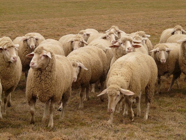 Tại Falkland Islands (Anh), có tới 500.000 con cừu trong khi dân số chỉ đạt khoảng 3000 người. Tính trung bình mỗi người dân sở hữu 350 con cừu và xuất khẩu len là ngành thương mại chủ chốt ở đây