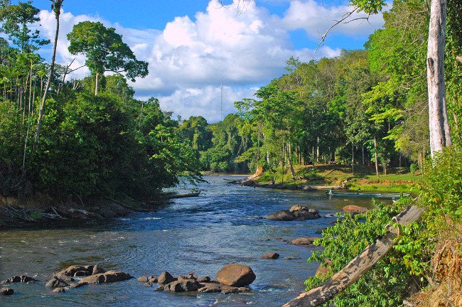 91% diện tích Suriname được bao phủ bởi rừng rậm.