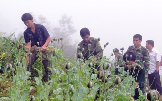 BĐBP Hà Giang phối hợp với Công an xã, dân quân trên địa bàn tổ chức triệt phá cây thuốc phiện