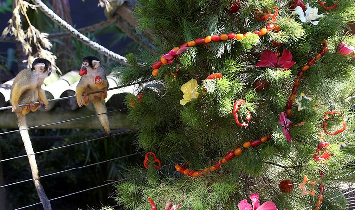 Một chú gấu tiến lại hộp quà Noel tại vườn thú La Aurora, Guatemala, Ảnh: EPA