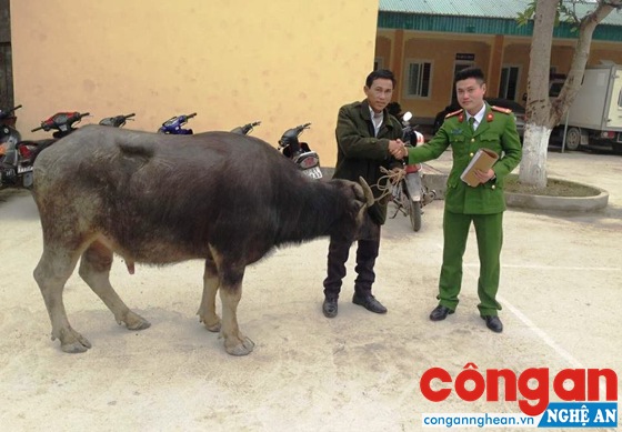 Ông Nguyễn Văn Doãn nhận lại con trâu từ tay cán bộ Đội Cảnh sát ĐTTP về Hình sự, Kinh tế, Ma túy trong niềm vui mừng khôn xiết