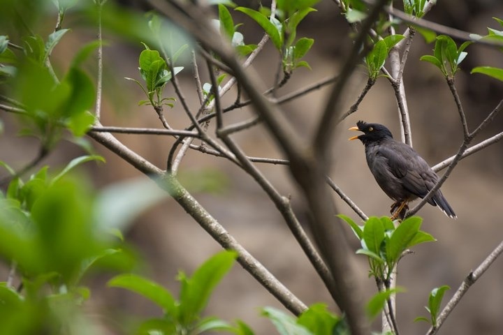 Một chú yểng trong rừng ở Nepal. Ảnh: Alamy
