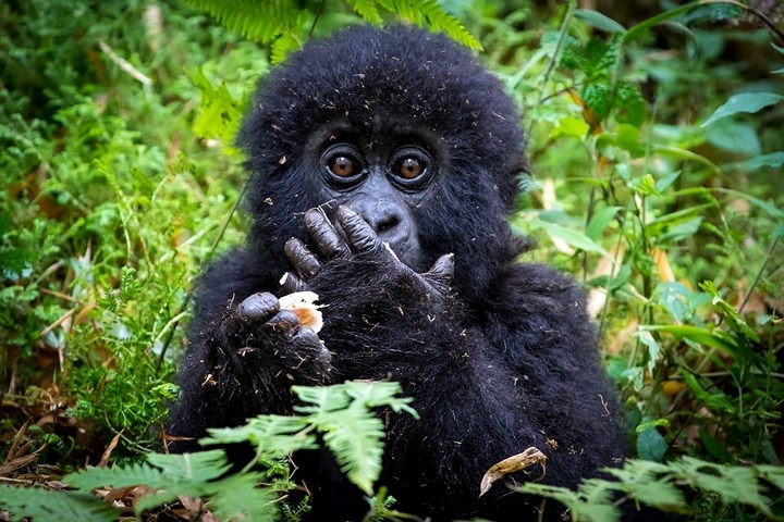 Chú tinh tinh nhỏ tại Vườn Quốc gia Virunga, Rwanda. Ảnh: WWF