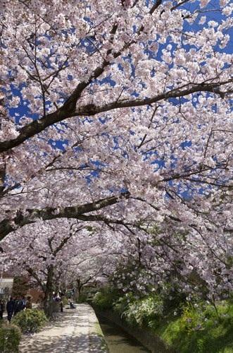 Con đường hoa tại Kyoto, Nhật Bản - xứ sở của hoa anh đào.