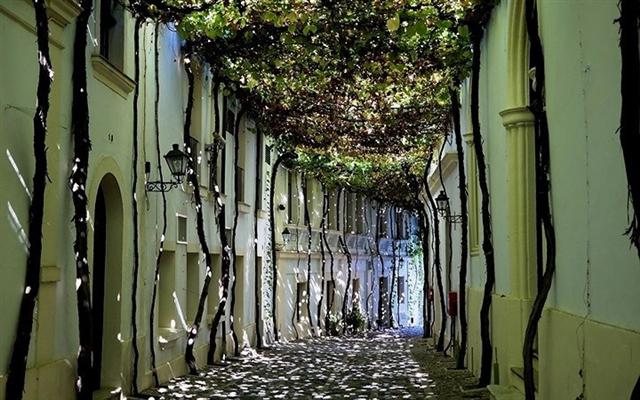 Những giàn nho phủ bóng một con đường tại thành phố Jerez de la Frontera, Tây Ban Nha đã nói lên tất cả. Thành phố này nổi tiếng là nơi sản xuất ra loại rượu vang tinh tế.