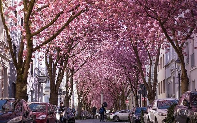 Con đường hoa tại Bonn, Đức 