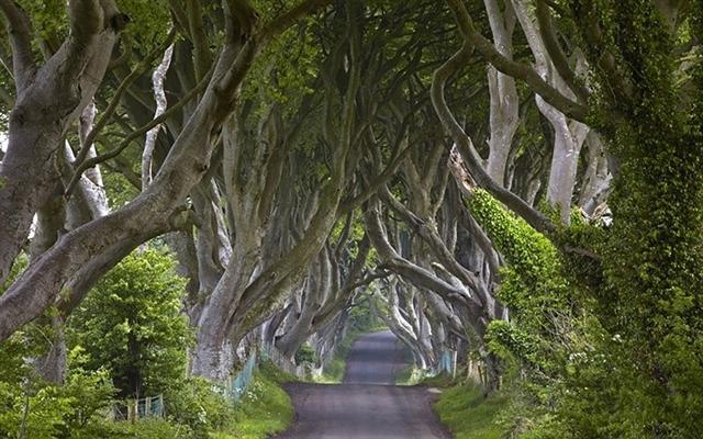 Con đường Bregagh nổi tiếng tại Ballymoney, Bắc Ireland.
