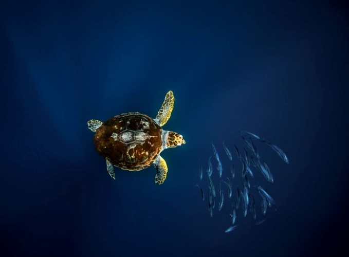 Rùa Caretta, một loài rù biển ăn thịt lớn, có đầu to và mai tròn.