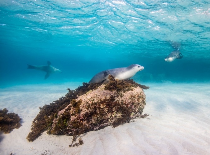 Ở khu vực nam và tây Australia, loài sư tử biển nằm trong danh sách nguy hiểm khi số lượng của chúng đang giảm đáng kể.