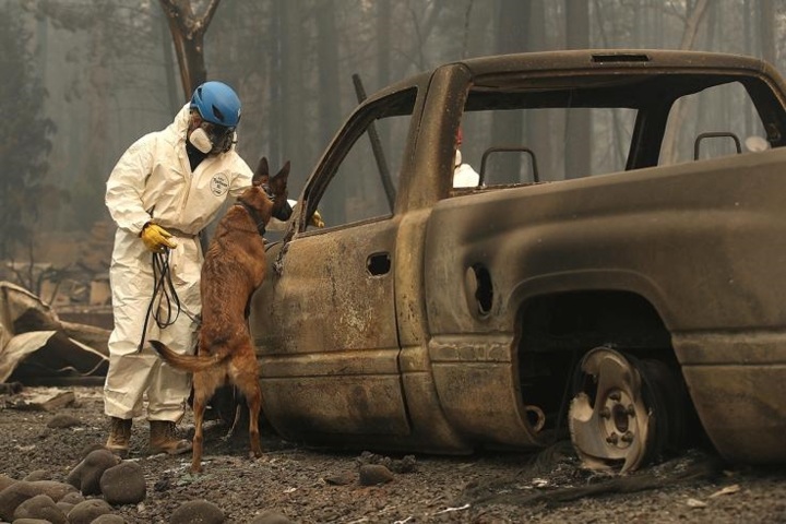 Một nhân viên cứu hộ sử dụng một chú chó nghiệp vụ để tìm kiếm các thi thể còn mất tích sau khi trận cháy rừng Camp Fire ngày 14/11/2018 phá hủy mọi thứ. Thảm họa thiên nhiên kinh hoàng này đã khiến 85 người thiệt mạng và phá hủy hơn 8.000 ngôi nhà và các cơ sở hạ tầng khác. Ảnh: Getty