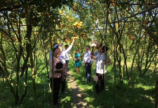 Lãnh đạo tỉnh Đồng Tháp về với bà con trồng quýt hồng ở huyện Lai Vung (Ảnh: K.V).