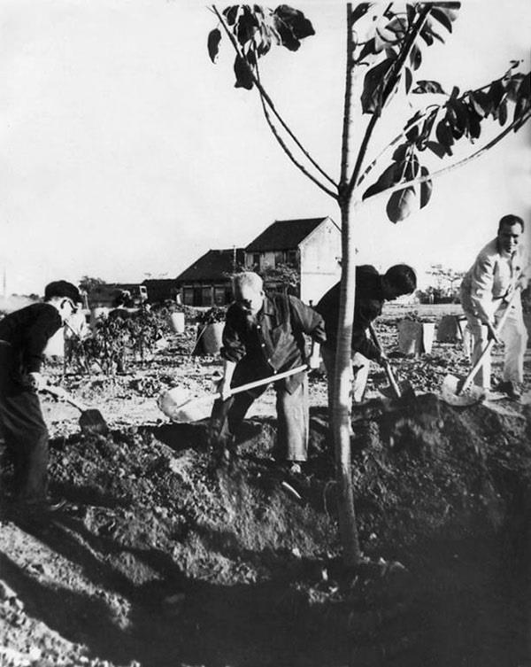 Bác Hồ trồng cây đa tại Công viên hồ Bảy Mẫu (nay là Công viên Thống Nhất- Hà Nội), sáng 11/1/1960. Ảnh: Tư liệu.
